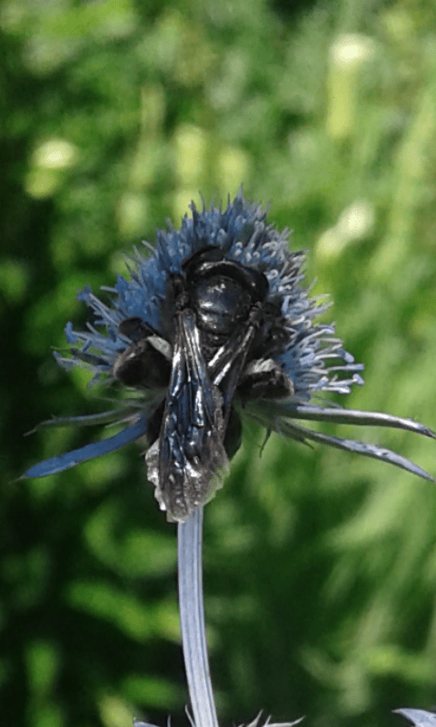 Apidae Andreninae: Andrena morio
